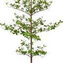 Artificial Black Olive Tree, 7FT Tall Faux Shady Lady Tree with Potted, Fake Olive Tree for Home Decor Indoor (6ft 11in)