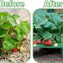 Iceyyyy 5 Pack Strawberry Plant Support - Strawberry Growing Racks with 4 Sturdy Legs - Strawberry Growing Frame Keep Berries Clean