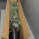 Artificial Black Olive Tree, 7FT Tall Faux Shady Lady Tree with Potted, Fake Olive Tree for Home Decor Indoor (6ft 11in)