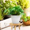 balacoo Solid Wood Plant Stand 5.11 Inch Small Indoor Flower Pot Holder Plant Shelf Rack for Living Room Balcony Desk with Natural Wood Finish