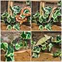 BNOSDM 2PCS Reptile Climbing Branch, Bendable Jungle Vine with Leaves Terrarium Plant Decoration with Suction Cup Chameleon Cage Accessories for Gecko Lizard Bearded Dragons Snake (White Vein Ivy)