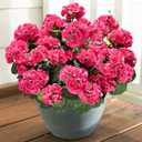 Artificial Geranium Fake Flowers for Outdoors Decoration, 6 Bundles Silk Geraniums Flower UV Resistant Look Real Faux Plants for Outside Planter Front Door Garden Patio Balcony Yard Home, Hot Pink