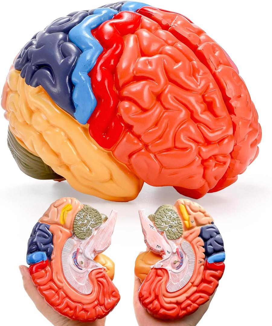 ZENFUN Life-Size Human Brain Anatomical Model, Color-Coded Partitioned Brain, 2 Parts, Anatomically Accurate Brain Model for Science Classroom Study Display Teaching Medical Model