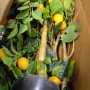 Jexine 2 Pack Artificial Lemon Tree 5 ft Tall Fake Plant Pre Potted Faux Lemon Tree Realistic Fruits for Indoor Home Decor Office Living Room