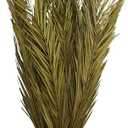 Deco 79 Dried Plant Palm Leaf Home Decor Natural Foliage Natural Dried Foliage with Feather Inspired Stems, Foliage for Decoration 4" x 1" x 43", Green