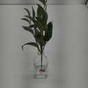 Faux Plant With Glass Vase