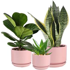 Ceramic Plant Pots with Drainage Hole and Saucer,Modern Indoor Pots for Plants,Ceramic Planter 6.7/5.3/4.3 inchs Set of 3,Indoor Flower Pot with Hole Mesh Pad, for Mom,Pink