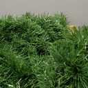 100FT Christmas Garland Decorations, 2 Pack Each 50FT Thick & Soft Artificial Green Garlands Pine Greenery Garland for Stairs Mantle Fireplace Christmas Decoration Outdoor Indoor Home Holiday