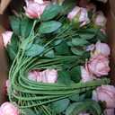 Ovveroche 150 Pcs Artificial Roses Long Stem Silk Flowers Light Pink | Fake Rose Petals Realistic Look Bridal Bouquet Centerpieces Home Party Table Decor Romantic Gift