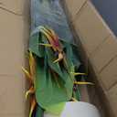 43'' Bird of Paradise Artificial Plant with Flowers Set of 2 Fake Trees