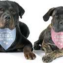2 Pack Soon to Be Big Sister Brother Gender Reveal Baby Announcement Dog Bandana for Dogs Pet Accessories Dog Pet Lovers Pregnancy Ideas,  Neck Size 20 Inches