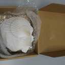 SEAJIAYI 10 PCS Large Scallop Shells 4-5 inch Natural White Scallop Shells from Sea Beach for DIY Craft Decor