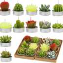 12pcs Cactus Tealight Candles Handmade Delicate Succulent Tea Lights Candle Perfect for Birthday Party Wedding Spa Home Decor Gifts (12pcs Cactus Candles)
