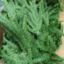 2PCS 9FT Christmas Garland Norfolk Pine Garland Real Touch Artificial Greenery Garland for Mantle Fireplace Table Indoor Outdoor Decor (9 ft (1 Pack- Young ))