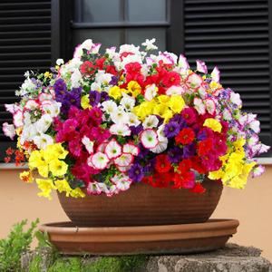 52 Bundles Artificial Flowers for Outdoor 32 Fake Colorful Morning Glory & 20 Realistic Silk Camellia Faux Flower Bulk for Front Door Planter Porch Patio Yard Balcony