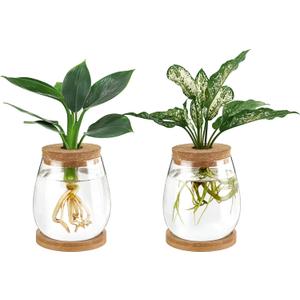 Dahey Plant Propagation Jars Plant Terrarium Glass Vase with Wooden Saucer and Cork Planter Station for Growing Hydroponic Plants Indoor Table Centerpirce Home Office Decor, Set of 2