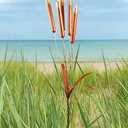 Cattail Wind Chimes Stake Outdoor Decor – Pleated Copper Metal Yard Cattail Plant Art Poles for Garden Patio