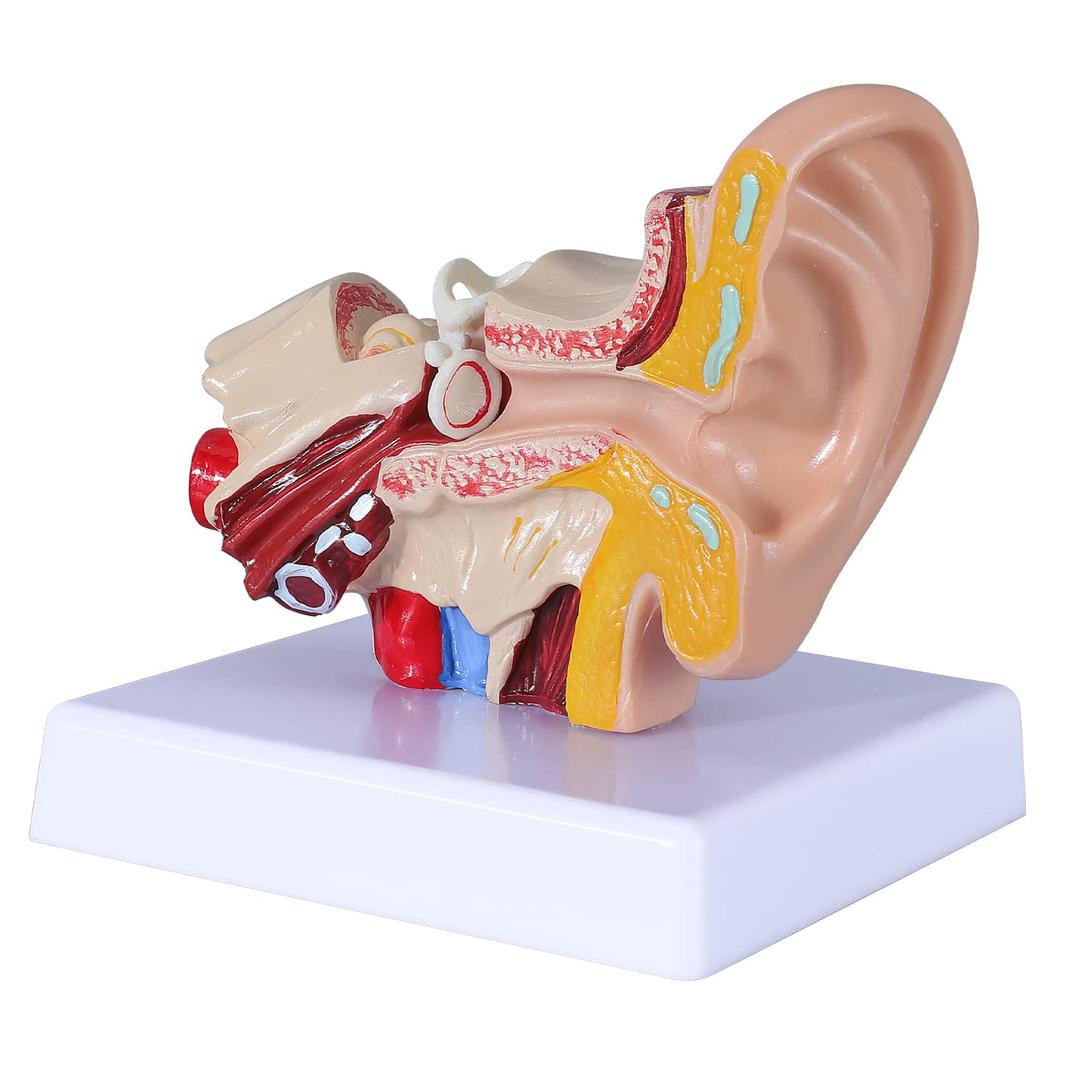 1.5 Times Human Ear Anatomy Model - Ear Joint Simulation Model Professional PVC Outer Middle Inner Ear Model with Base for Medical Demonstration