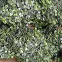 VOPVZVKO Two Artificial Outdoor 4' Spiral Boxwood Topiary UV Rated! Free Returns!