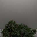 prelit Christmas Garland 9 ft with Lights - Red Style Pre lit Garland for Christmas Holiday Decorations. Thick Branch 230 Tips. 50 led Warm Yellow Lights| Pine Cones Dyed White| Red Berries