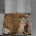 MAXBECK Dog Companion for Heavy Chewers- Indestructible Robust Bear Dog Toy, Resistant Squeaky Dog Toys for Heavy Chewers, Unbreakable Stuffed Plush Dog Toys for Aggressive Chewers (B-Oak)