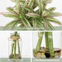 Faux Greenery Stems in Vase Dracaena Aritificial Plant in Glass Vase with Faux Water & Stones 15.7" Small Potted Plants Arrangement Centerpieces for Farmhouse Kitchen Dinner Tables Greenery Decor