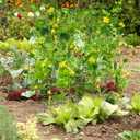 Pack 2 Heavy Metal Garden Trellis for Climbing Plants with Trellis Netting & Garden Clips, A-Frame Cucumber Trellis for Raised Bed