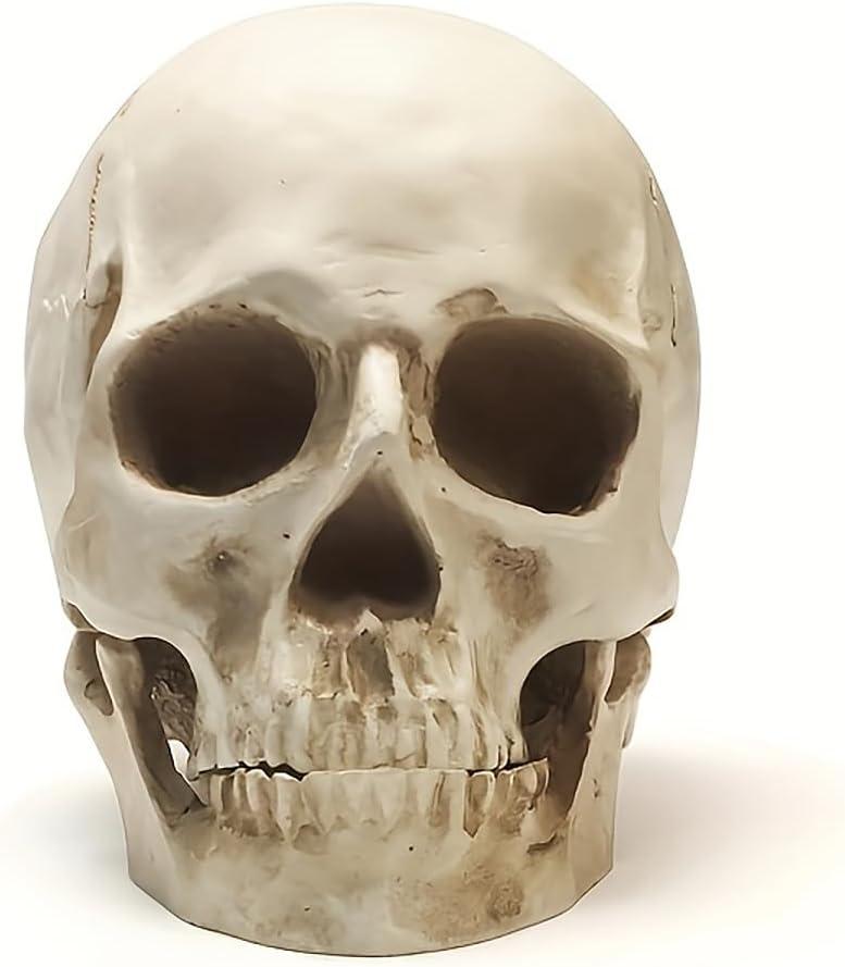 SOACH Resin Skull, 1:1 Human Skull, Human Head Model for Home Decoration, Halloween Statue, Bone Model, Model Anatomical Medical Skeleton, Jaw is Movable (White)