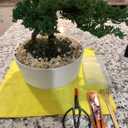 Kebinfen Bonsai Tree Pruning Trimming Starter Tool Kit - Pruning Scissors, Bonsai Scissors for Bud & Leaves Trimmer, Bamboo Rake - Set of 3