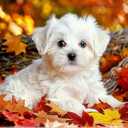 MaiYiYi Full Square Diamond Painting Kits, Cute White Dog Diamond Painting by Numbers for Adults, Crystal Maple Leaf Dog Diamond Painting Arts Crafts for Adult Beginners (11.8 x 15.7 inches)