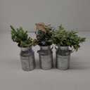 3 Pack Farmhouse Faux Eucalyptus Plants Artificial Potted Fake Plants Rustic Galvanized Metal Milk Can Vase Faux Eucalyptus Arrangement Centerpiece for Wedding Home Indoor Table Shelf Dcor
