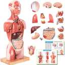 EVOTECH SCIENTIFIC 2025 New Human Body Deluxe Musculature Model, 16 Pcs Removable 17 inch Human Torso Anatomy Model with Heart Head Skull Brain Skeleton Model for Medical Student, Lab & Classroom Use
