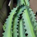 Artificial Cactus Plants, 3ft Tall UV-Resistant Fake Desert Cacti Plant in Brown Pot, Faux Floor Plants for Home Office Hotel Patio Balcony or Garden Indoor Outdoor Decor