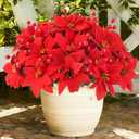 Celltestria 10pcs Poinsettia Artificial Flowers with Berry, Red Velvet Poinsettias for Christmas Tree Wreaths Decor Fake Artificial Flowers for Vase Home Indoor Outdoor Decoration