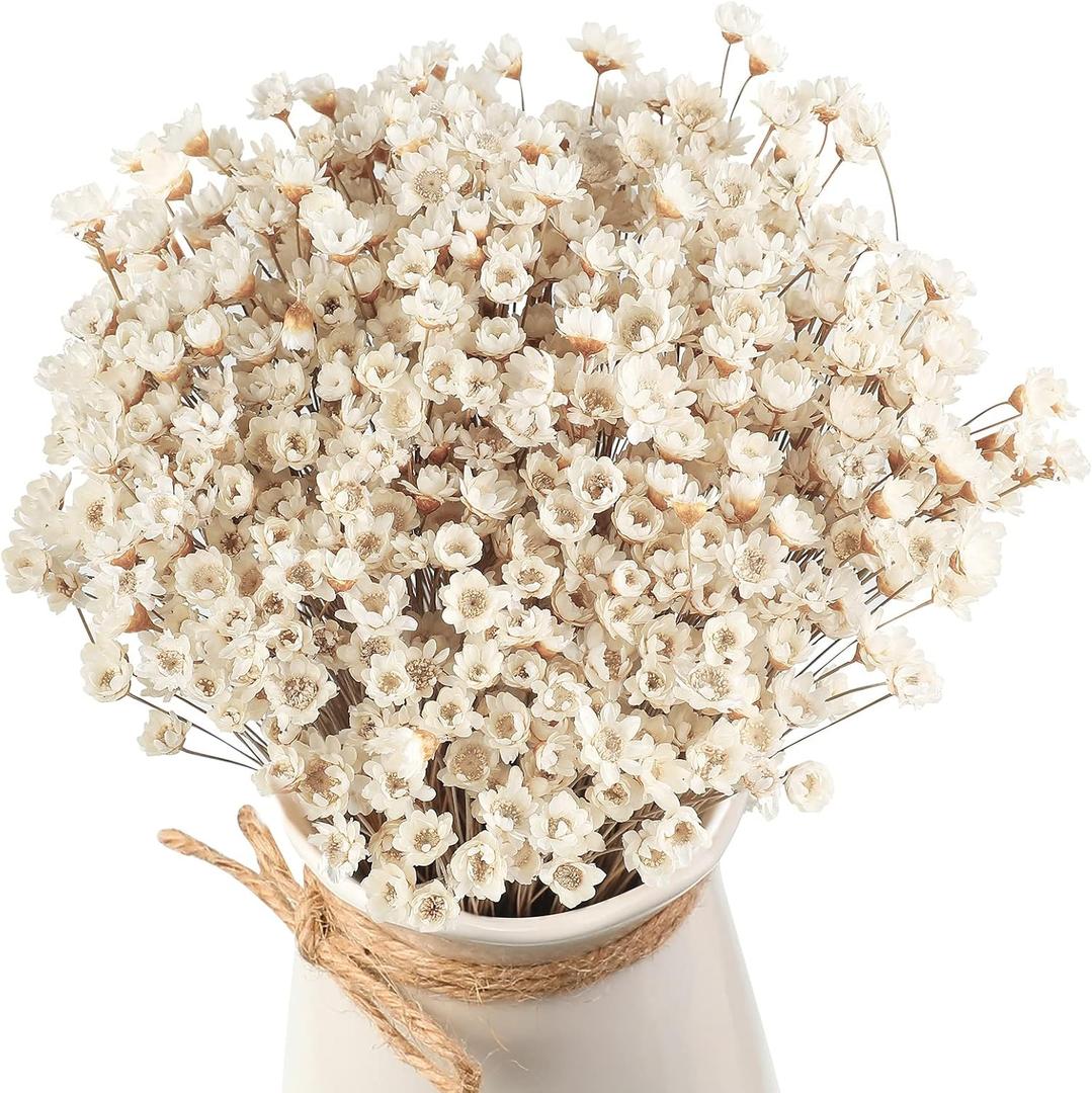 500 Pcs Natural Dry Flowers Mini Chamomile Small Star Daisy Dried Flowers Decorative White Daisy Bouquet for Wedding Vase Arrangements Decorations