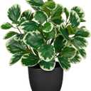 14.5" Artificial Plants Indoor Home Decor, Fake Potted Silk Plants for Shelves Living Room Decorative, Small Artificial Office Desk Plant in Pots, Faux Peperomia Hope Tropical House Plant (#Funny White Margin)
