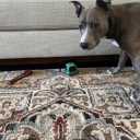 Under Couch Stop Things Going Under Sofa or Bed  Adjustable Gap Bumper for Furniture