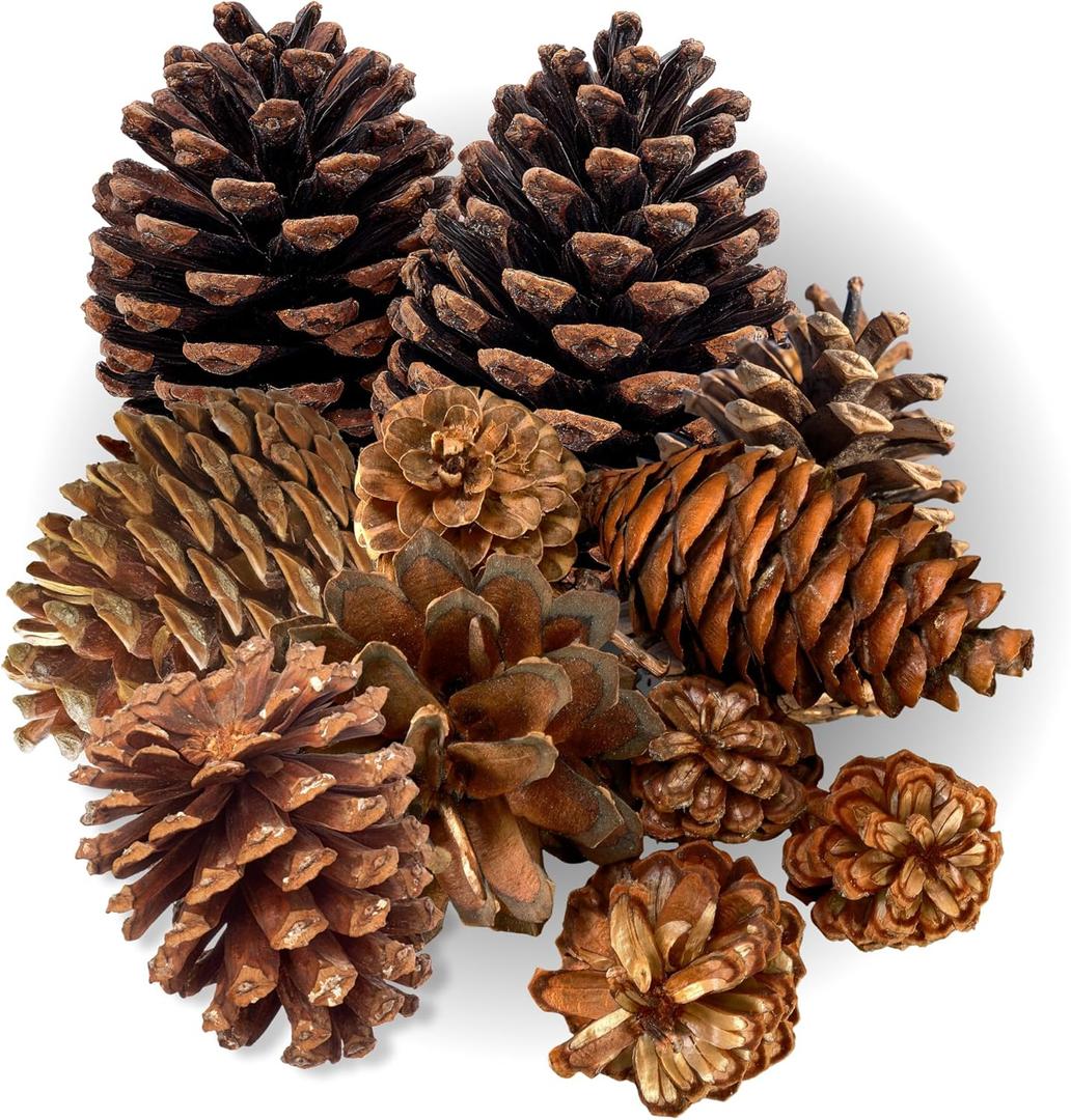 Highly Scented Cinnamon Pinecones - Varied Sizes Perfect for Vase Fill, DIY Crafts and Projects - Traditional and Rustic Kitchen Dcor or Fall, Thanksgiving and Holiday Decorations