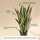 2ft 2-Pack Artificial Snake Plants in Pots, 25.6in Faux Sansevieria, Yellow