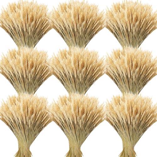 Geosar 800 Stems Dried Wheat Stalks for Decor Natural Wheat Grass Sheaves Bundle Farmhouse Artificial Flowers Arrangement for DIY Wedding Table Home Centerpieces Party Decorative (16 Inch) Only 8