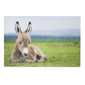 Animals Baby Donkeys Canvas Poster Bedroom Decor Sports Landscape Office Room Decor Gift,Canvas Poster Wall Art Decor Print Picture Paintings for Living Room Bedroom Decoration Baby Donkey, 30" x 40" 