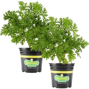 Bonnie Plants Citronella, Live Plant, 2.32 qt. 2-Pack
