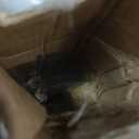 Dried Pampas Grass Decor, 100 Stems Bouquet with Bunny Tails & Reed Grass, Boho Dried Flowers for Wedding, Home Table Centerpieces, Rustic Farmhouse Party Decorations