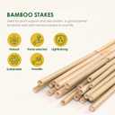 Cambaverd Bamboo Sticks for Plants 2 Feet Bamboo Stakes for Indoor Gardening Plant Stakes Supports Potted Plants Mini Trees Garden Stakes - Pack of 30 Bamboo Poles