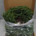 26" Large Christmas Norfolk Pine Wreath - Artificial Christmas Wreaths Faux Pine Needles Fake Green Wreath for Front Door, Wall, Windows, Home,Outdoor,Xmas Decor