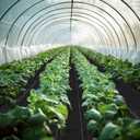 3ft x 250ft Weed Barrier Landscape Fabric Heavy Duty Premium Weed Control Fabric Durable & Eco-Friendly Weed Block Gardening Mat Landscaping Fabric
