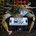 Folding Bridge Blue Crab Trap, Heavy-Duty Metal Wire Mesh Drop-Net, Collapsible Foldable Design, 15" x 15" x 7"