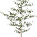 Artificial Black Olive Tree 7FT - Faux Olive Trees with Modern White Planter & Moss for Indoor Home Decor - UV Resistant Potted Tall Fake Plants for Living Room Office Porch Outdoor, VN124