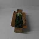 100 Pcs 4 Kinds Artificial Eucalyptus Stems, Mixed Faux Greenery Stems Fake Silver Dollar Eucalyptus Leaves Stems Bulk Babys Breath for DIY Bouquet Centerpieces