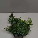 Palonu Artificial Hanging Plants for Shelf, 4 Pack Fake Potted Greenery Faux Eucalyptus Vine, Mandala Vine, String of Pearls,Pea pod Leaves in Pot for Office Living Room Bathroom Indoor Outdoor Dcor